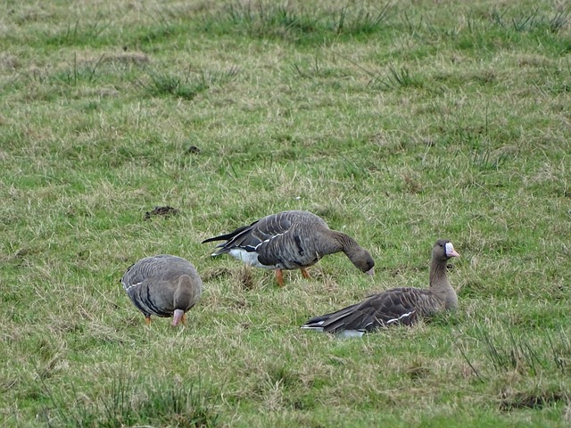 被看低的阵 被看低的阵
